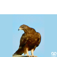 گونه سارگپه جنگلی European Honey Buzzard